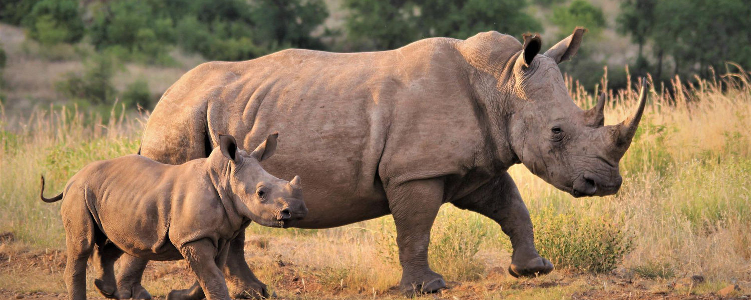 Mom and baby rhino grazing